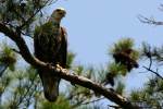 Juvenile Bald Eagle