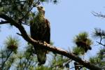 Juvenile Bald Eagle