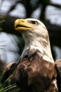 Juvenile Bald Eagle