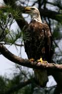 Juvenile Bald Eagle