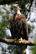 Juvenile Bald Eagle