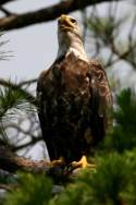 Juvenile Bald Eagle