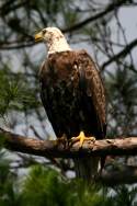 Juvenile Bald Eagle