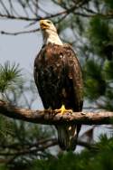 Juvenile Bald Eagle