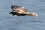 Juvenile Bald Eagle