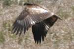 Juvenile Bald Eagle