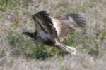 Juvenile Bald Eagle