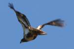 Juvenile Bald Eagle