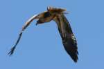 Juvenile Bald Eagle