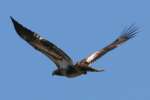 Juvenile Bald Eagle