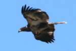 Juvenile Bald Eagle