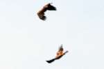 Bald Eagles in Courtship Flight