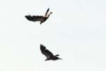 Bald Eagles in Courtship Flight