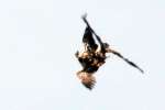 Bald Eagles in Courtship Flight