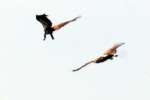 Bald Eagles in Courtship Flight