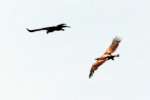 Bald Eagles in Courtship Flight
