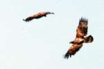 Bald Eagles in Courtship Flight