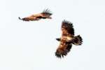 Bald Eagles in Courtship Flight