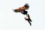 Bald Eagles in Courtship Flight