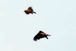 Bald Eagles in Courtship Flight