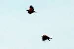 Bald Eagles in Courtship Flight