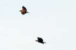 Bald Eagles in Courtship Flight