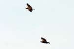 Bald Eagles in Courtship Flight