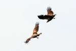 Bald Eagles in Courtship Flight