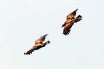 Bald Eagles in Courtship Flight