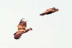 Bald Eagles in Courtship Flight