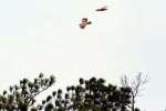 Bald Eagles in Courtship Flight