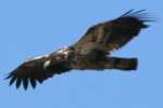 Juvenile Bald Eagle