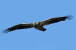 Juvenile Bald Eagle