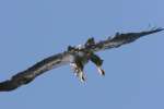 Juvenile Bald Eagle