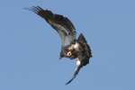 Juvenile Bald Eagle