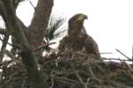 Juvenile Bald Eagle