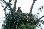 Juvenile Bald Eagle