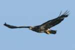 Juvenile Bald Eagle