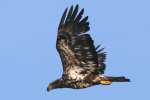 Juvenile Bald Eagle