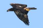 Juvenile Bald Eagle