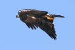 Juvenile Bald Eagle