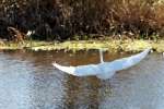 Snowy Egret In Flight - Sequence