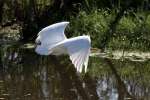 Great Egret in Flight - Sequence