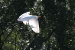 Cattle Egret In Flight - Sequence