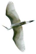 Great Egret  In flight