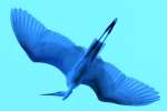 Great Egret  In flight