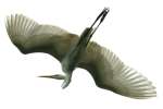 Great Egret In flight