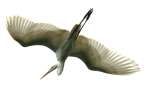 Great Egret In flight