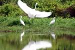 Great Egret with Snowy Egrets