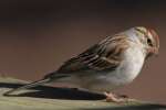 Chipping Sparrow